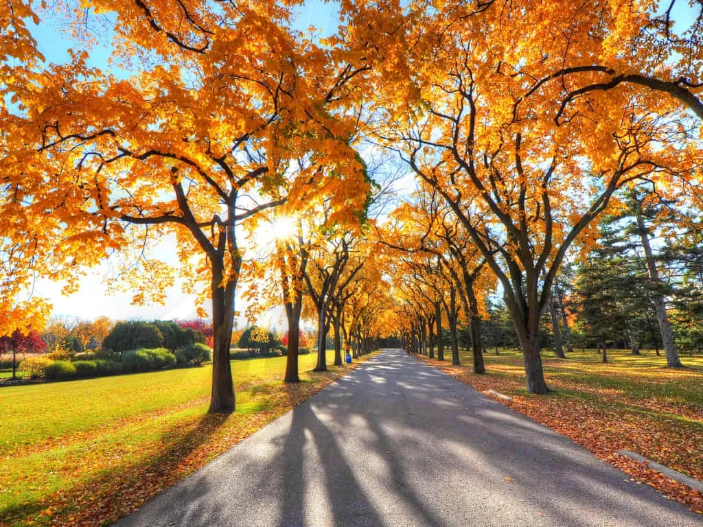 1024 X 768 Autumn