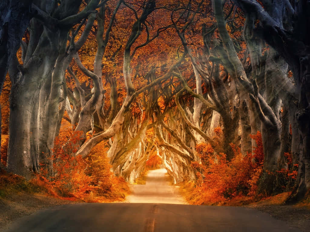 1024 x 768 autumn, winding road, ancient trees, SD Desktop Wallpaper