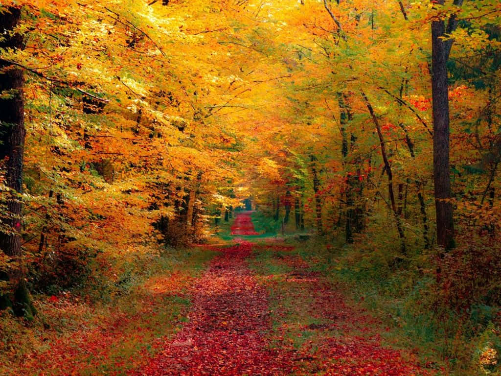 1024 x 768 autumn, winding forest path, red leaves, SD Desktop Wallpaper