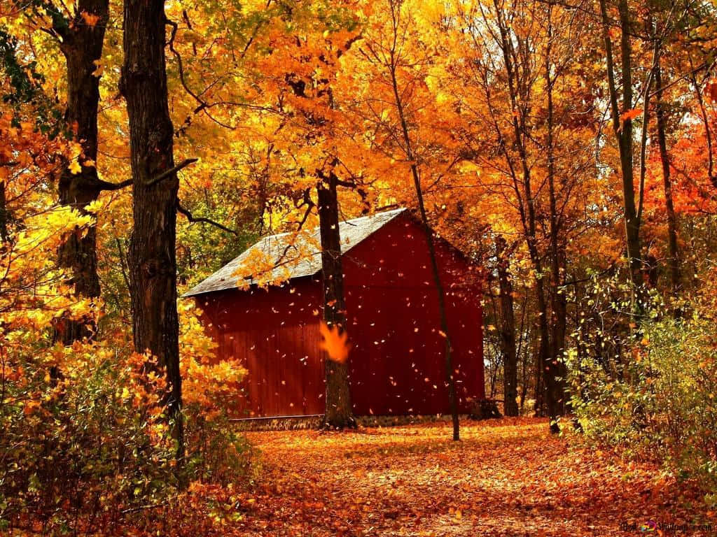vibrant red barn, golden autumn forest, falling leaves, SD Desktop Wallpaper