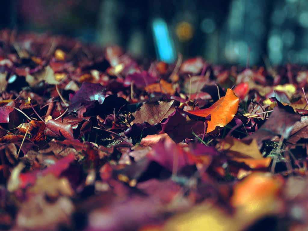 autumn sunset, carpet of autumn leaves, burgundy and orange hues, SD Desktop Wallpaper