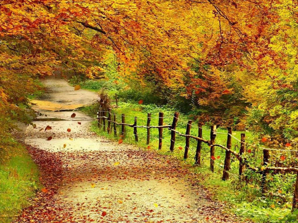 1024 x 768 autumn, vibrant autumn forest, winding dirt path, SD Desktop Wallpaper