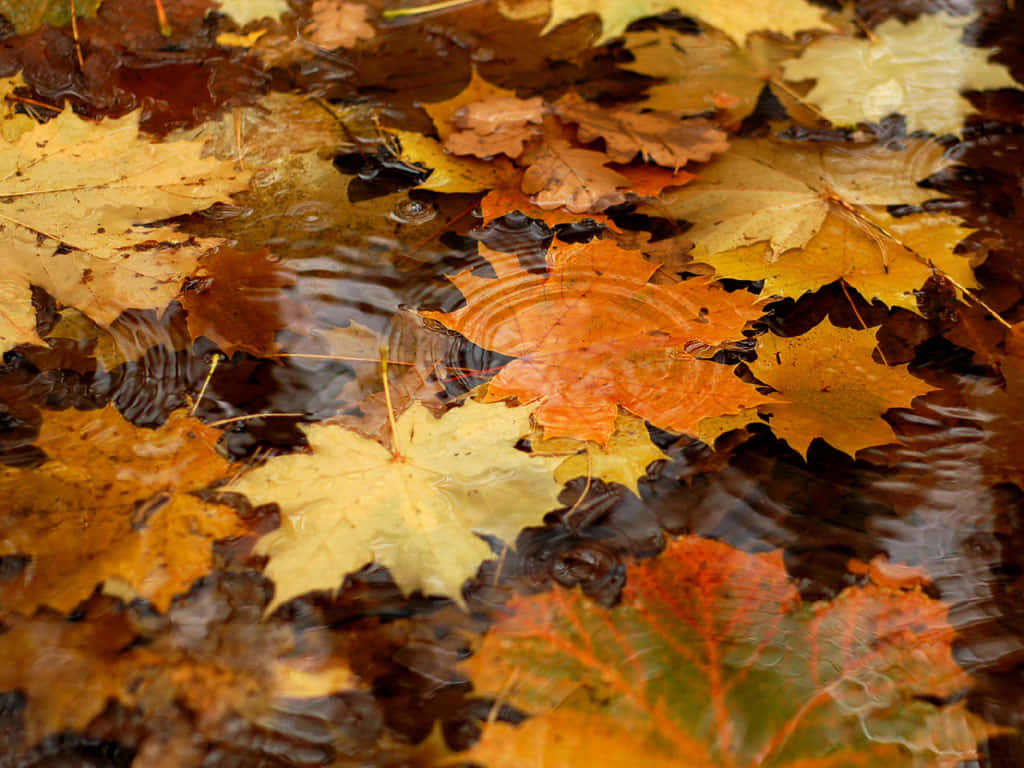 autumn evening, vibrant orange yellow and brown, autumn leaves, SD Desktop Wallpaper