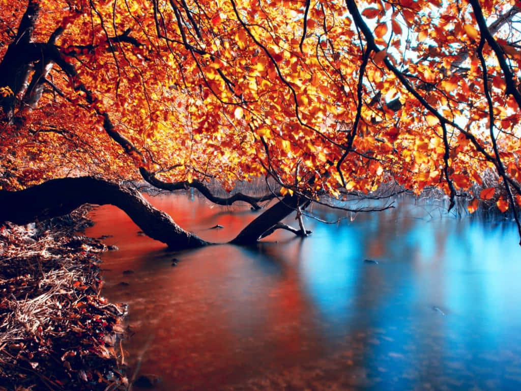 autumn tree, fiery orange leaves, calm stream, SD Desktop Wallpaper
