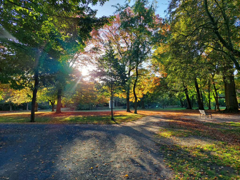 autumn trees, golden rays, leaf-strewn park path, SD Desktop Wallpaper