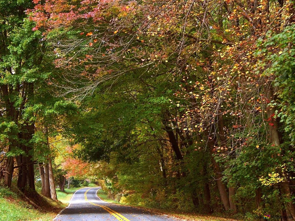 1024 x 768 autumn, winding road, forest, SD Desktop Wallpaper