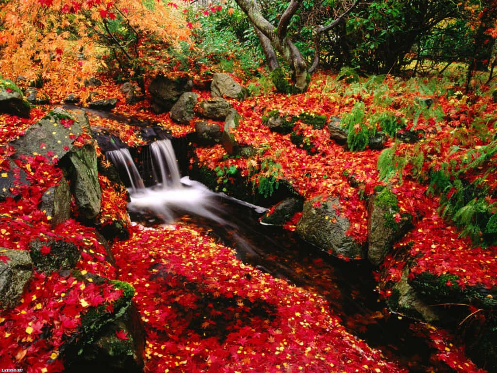 autumn, wooded area, brilliant autumn hues, SD Desktop Wallpaper