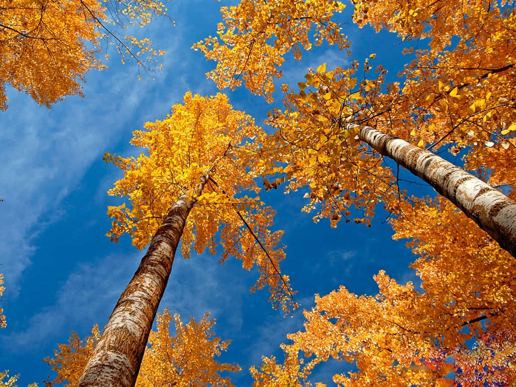 1024 x 768 autumn, golden autumn trees, vivid blue sky, SD Desktop Wallpaper