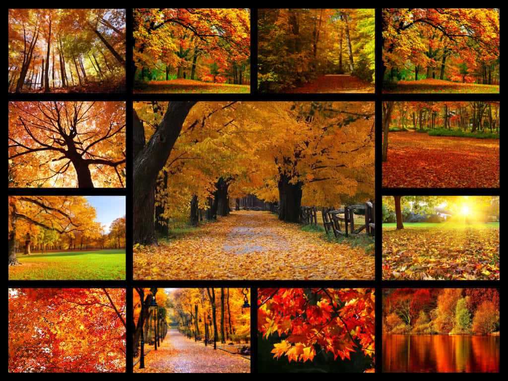 autumn landscape, golden leaves, crimson leaves, SD Desktop Wallpaper