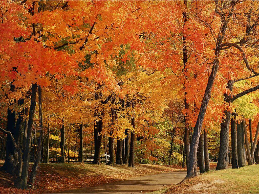 1024 x 768 autumn, fiery orange, golden maple trees, SD Desktop Wallpaper