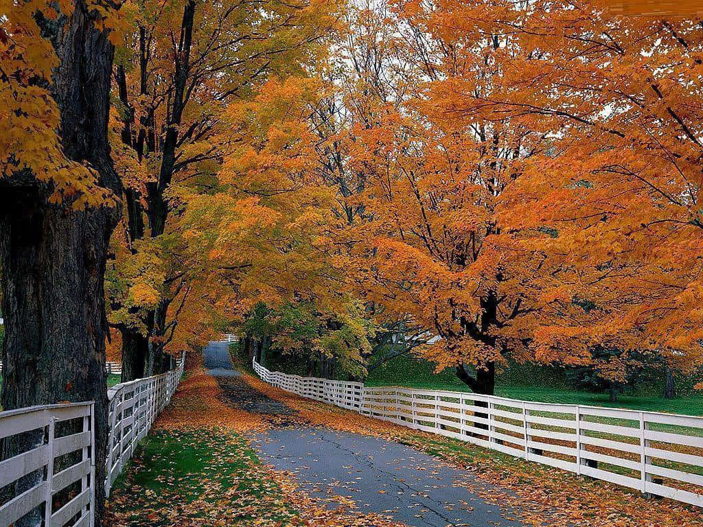 1024 x 768 autumn, winding road, white fences, SD Desktop Wallpaper