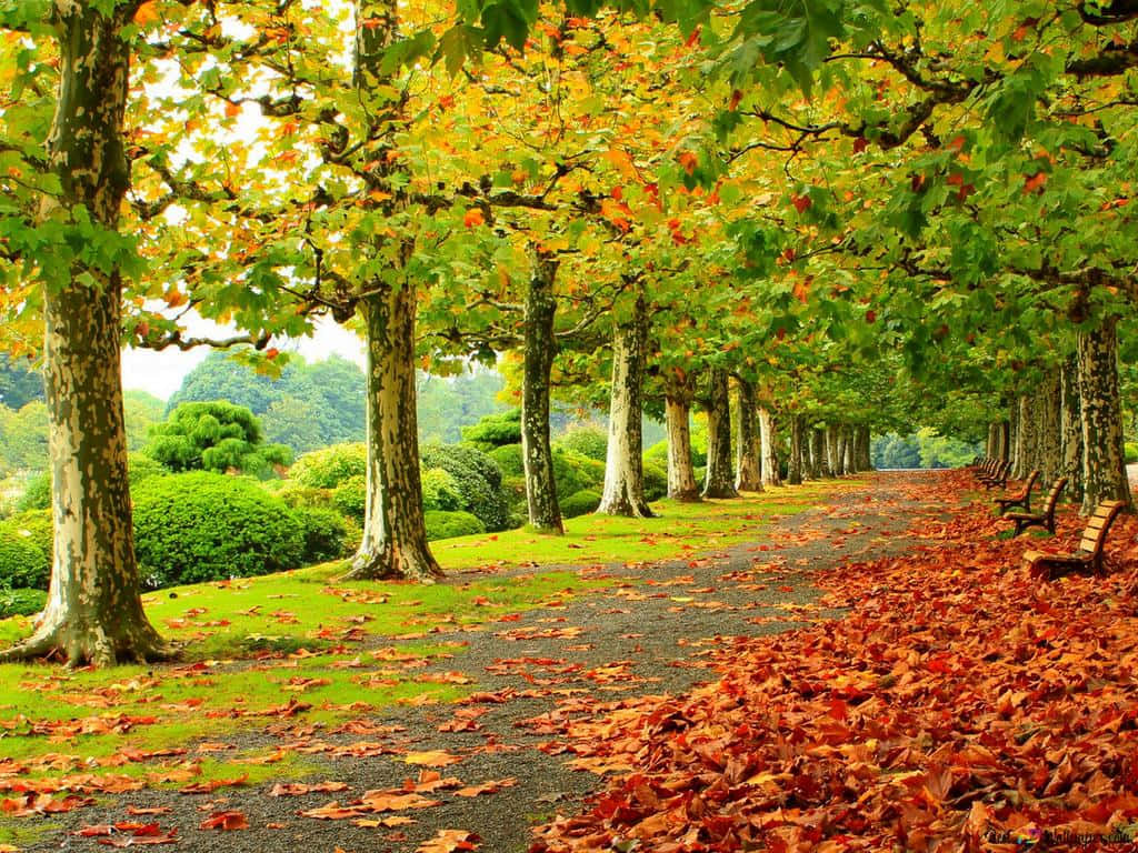 1024 x 768 autumn, golden autumn leaves, orange autumn leaves, SD Desktop Wallpaper