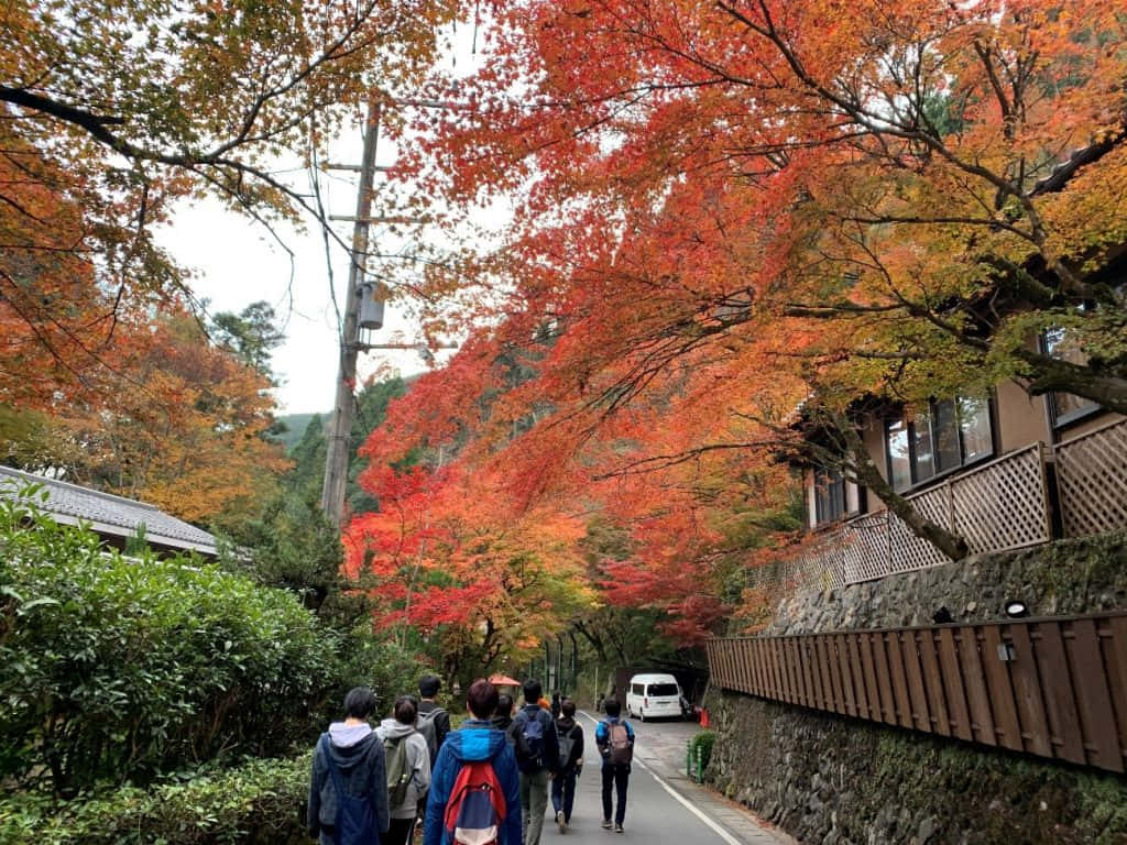 1024 x 768 autumn, winding road, vibrant red and orange autumn trees, SD Desktop Wallpaper