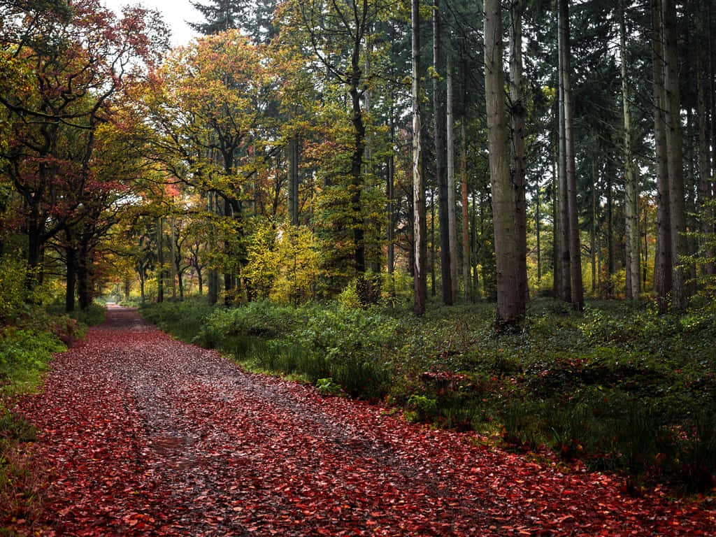 1024 x 768 autumn, vibrant red autumn leaves, tall trees, SD Desktop Wallpaper