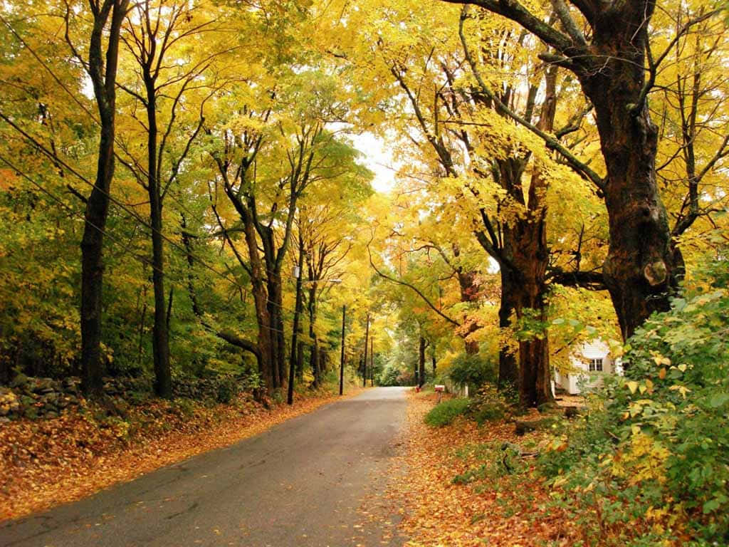 1024 x 768 autumn, winding road, forest of tall trees, SD Desktop Wallpaper