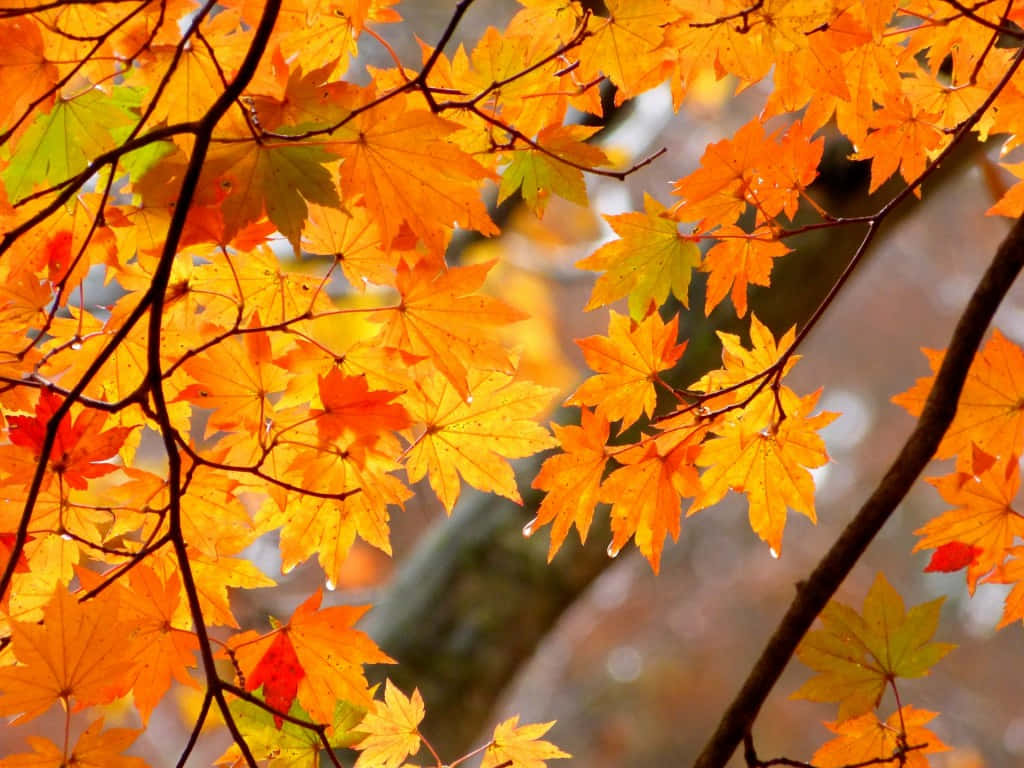 autumn, maple leaves, orange, SD Desktop Wallpaper