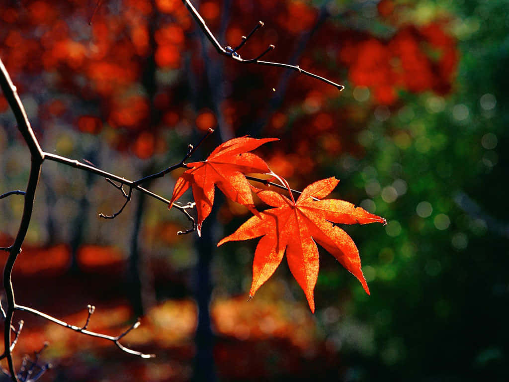 autumn forest, vibrant orange maple leaves, sharp focus, SD Desktop Wallpaper