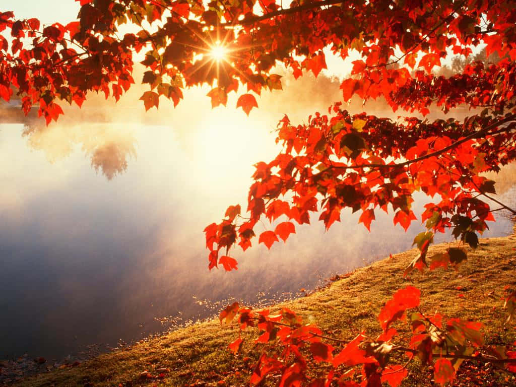 golden leaf, babbling brook, light dusting of snow, SD Desktop Wallpaper