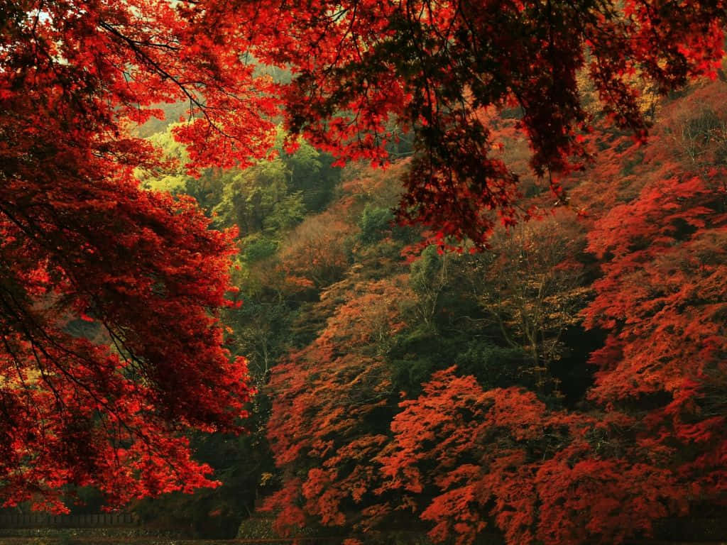1024 x 768 autumn, red maple leaves, forest valley, SD Desktop Wallpaper