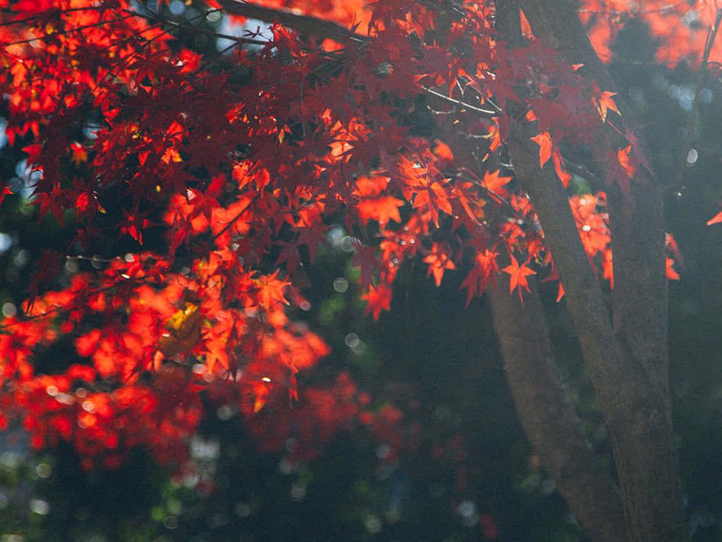1024 x 768 autumn, vibrant red maple leaves, dark branches, SD Desktop Wallpaper