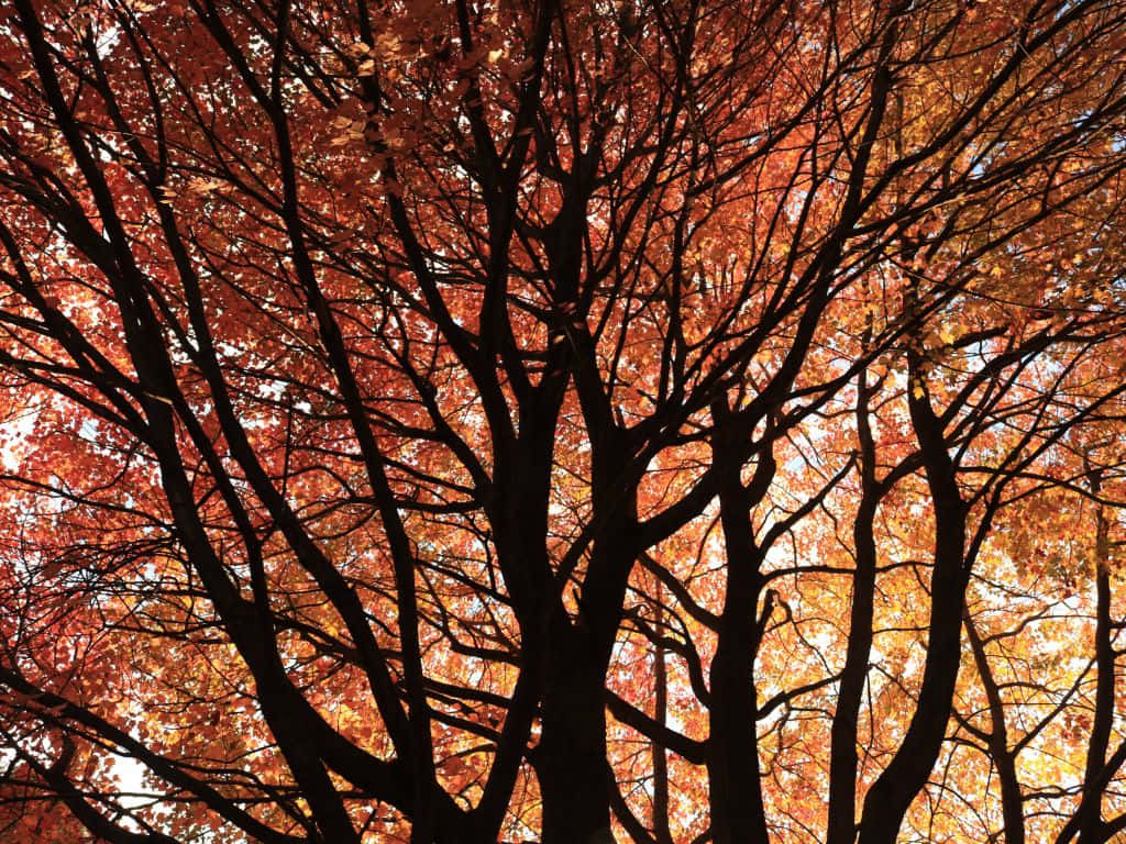 1024 x 768 autumn, panoramic autumn park, fiery orange and golden autumn leaves, SD Desktop Wallpaper