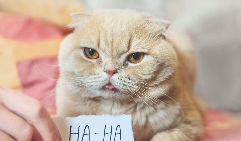 1024x600, fluffy cream-colored cat, grumpy expression, SD Desktop Wallpaper