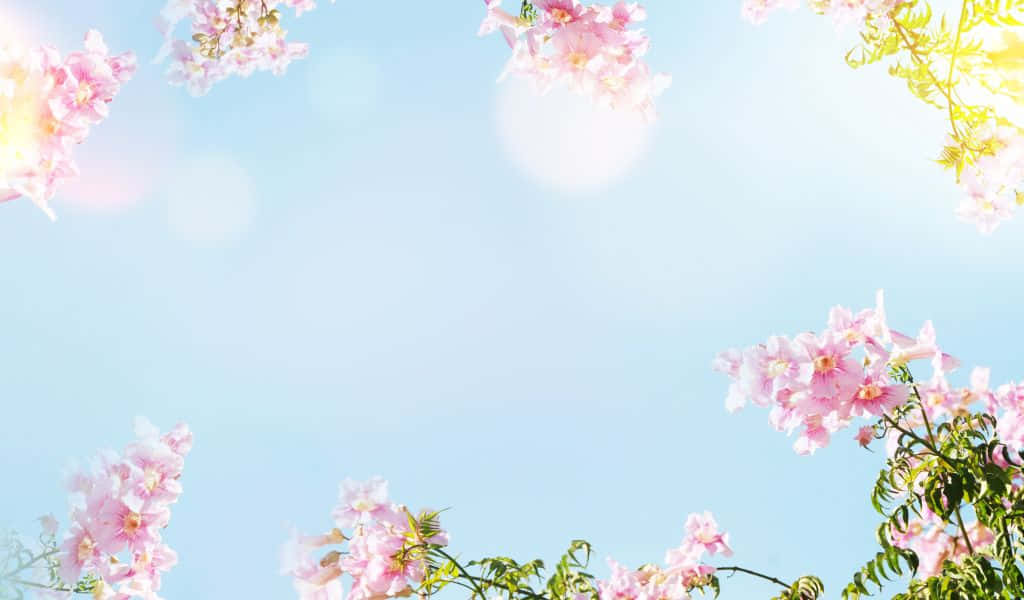 pink blossoms, bright blue sky, soft lens flares, SD Desktop Wallpaper