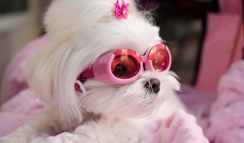 1024x600, pink goggles, matching bow, SD Desktop Wallpaper