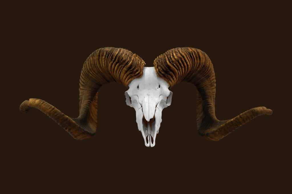 ram skull, massive curved horns, solid dark brown background, SD Desktop Wallpaper