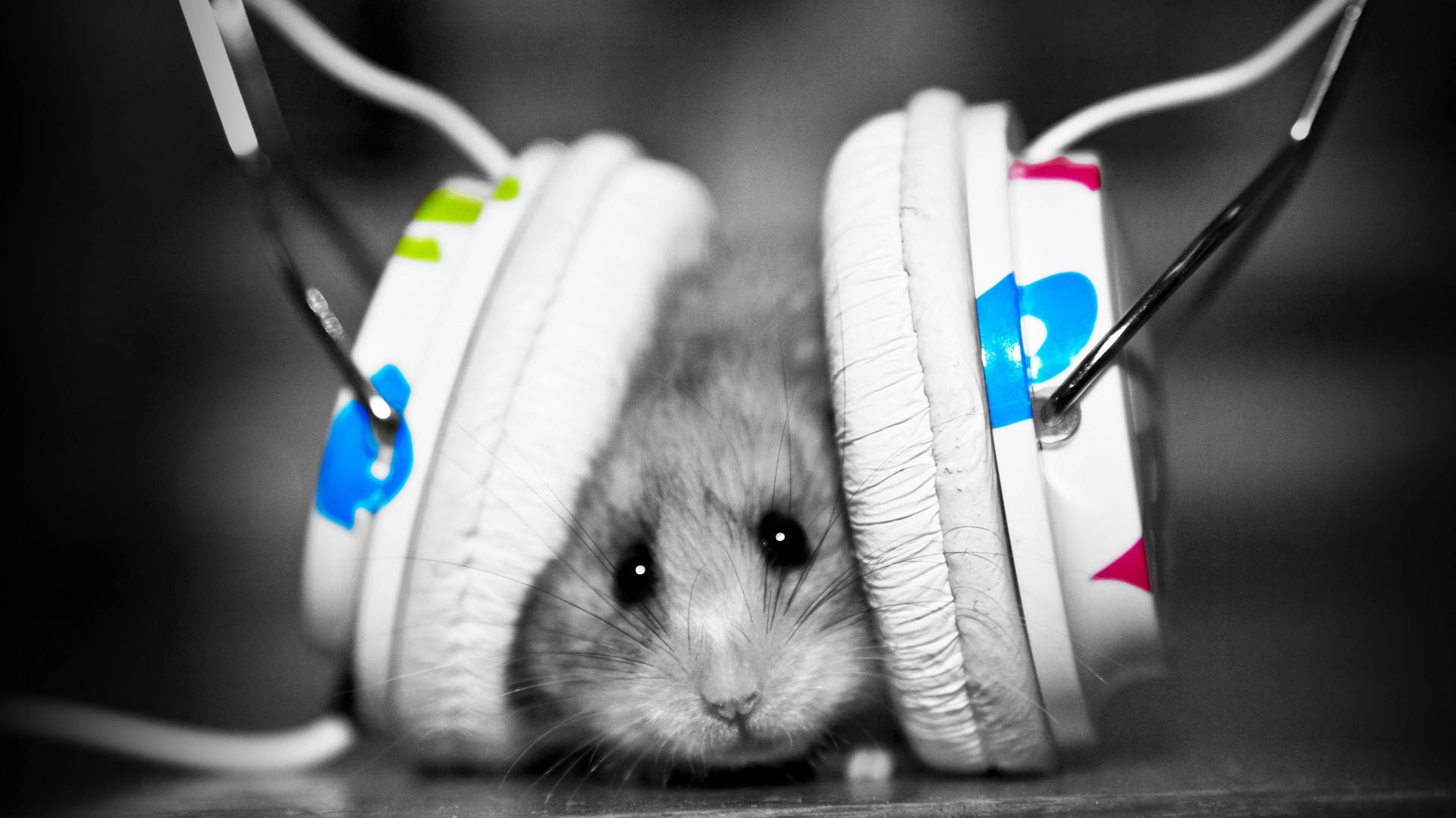 grey hamster, headset, colorful headphones, Full HD Desktop Wallpaper