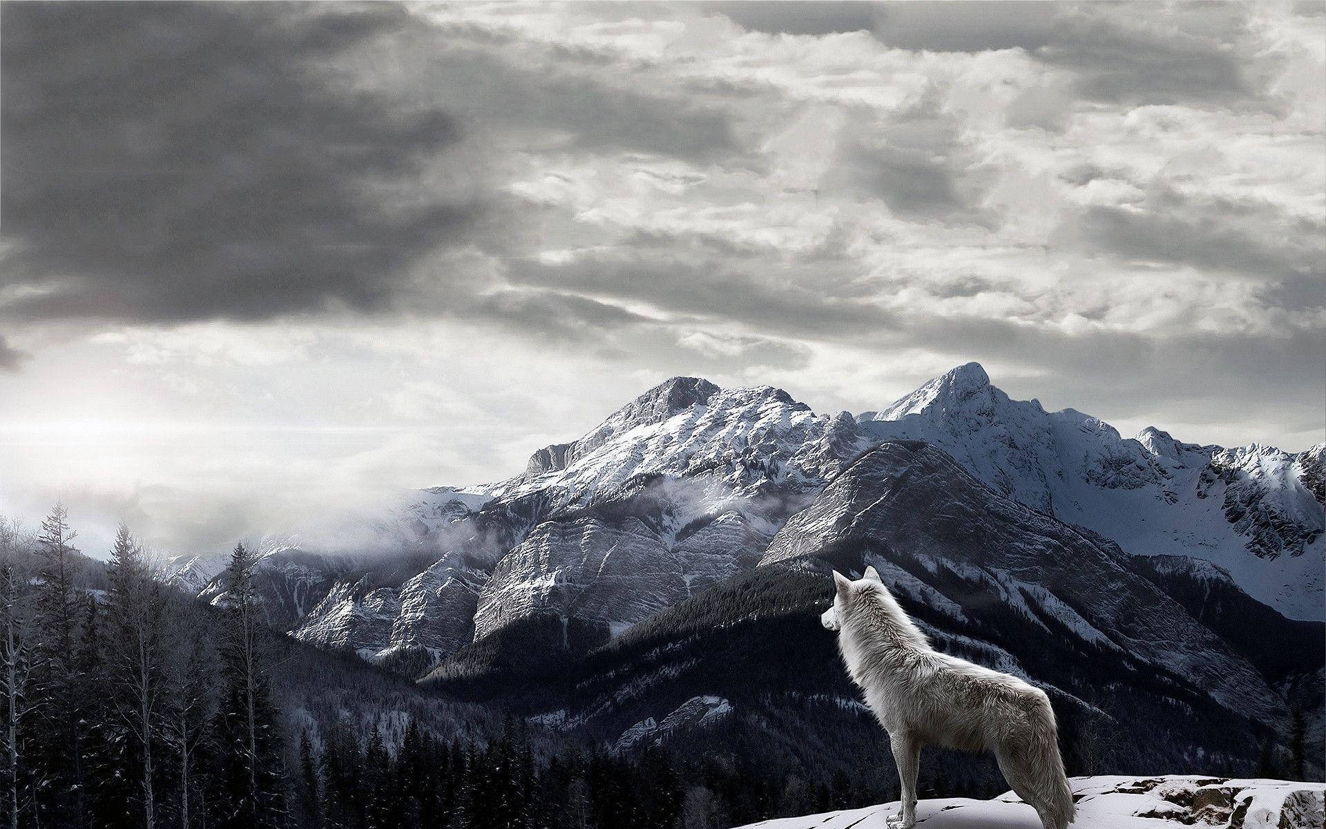 snowy mountain, white wolf, snowy cliff, Full HD Desktop Wallpaper