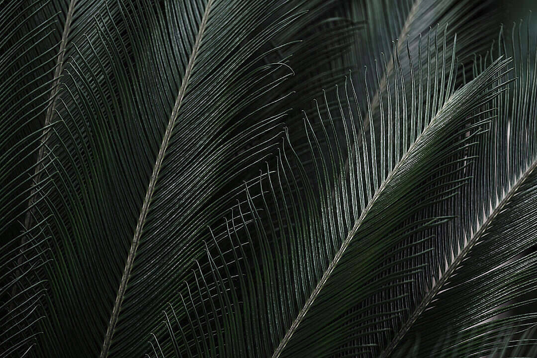 cycad fronds, dark green, intricate vein patterns, SD Desktop Wallpaper