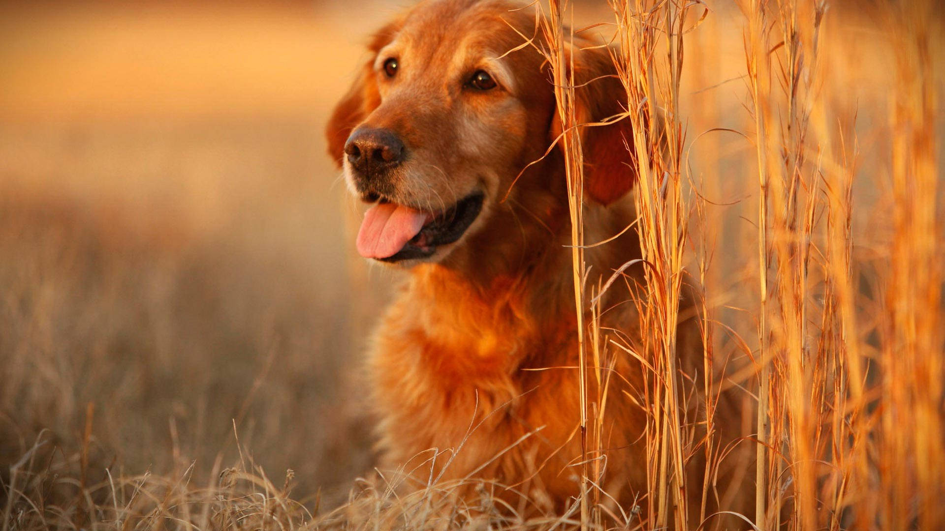 golden retriever, happy expression, tall golden grass, Full HD Desktop Wallpaper