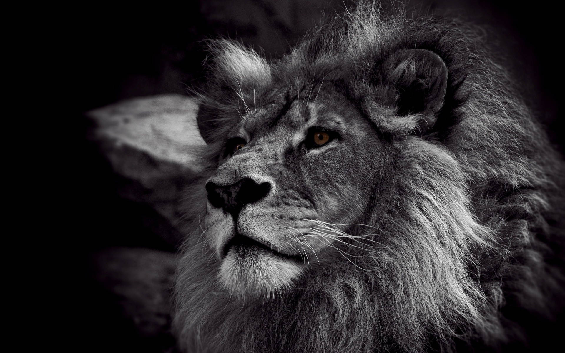 grayscale lion, amber eyes, thick mane, Full HD Desktop Wallpaper