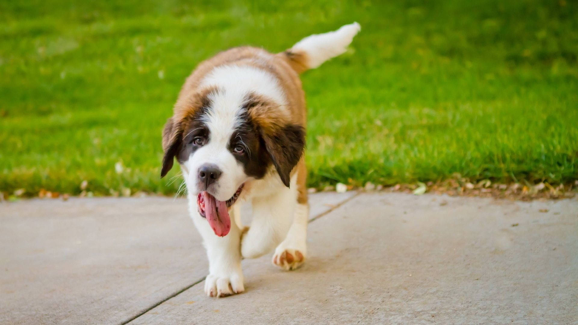 Saint Bernard puppy, brown and white fur, sidewalk, Full HD Desktop Wallpaper