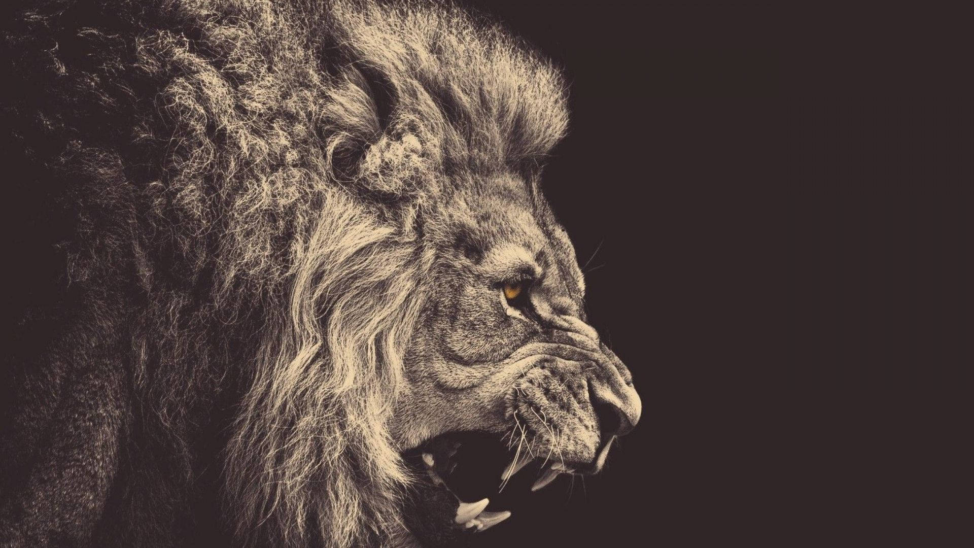 1080p HD, black and white lion, textured mane, Full HD Desktop Wallpaper