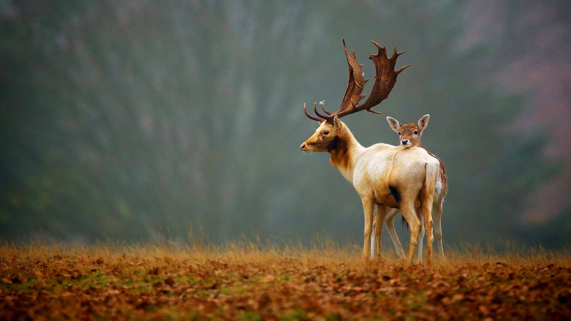 1080p HD, two deer, young fawn, Full HD Desktop Wallpaper