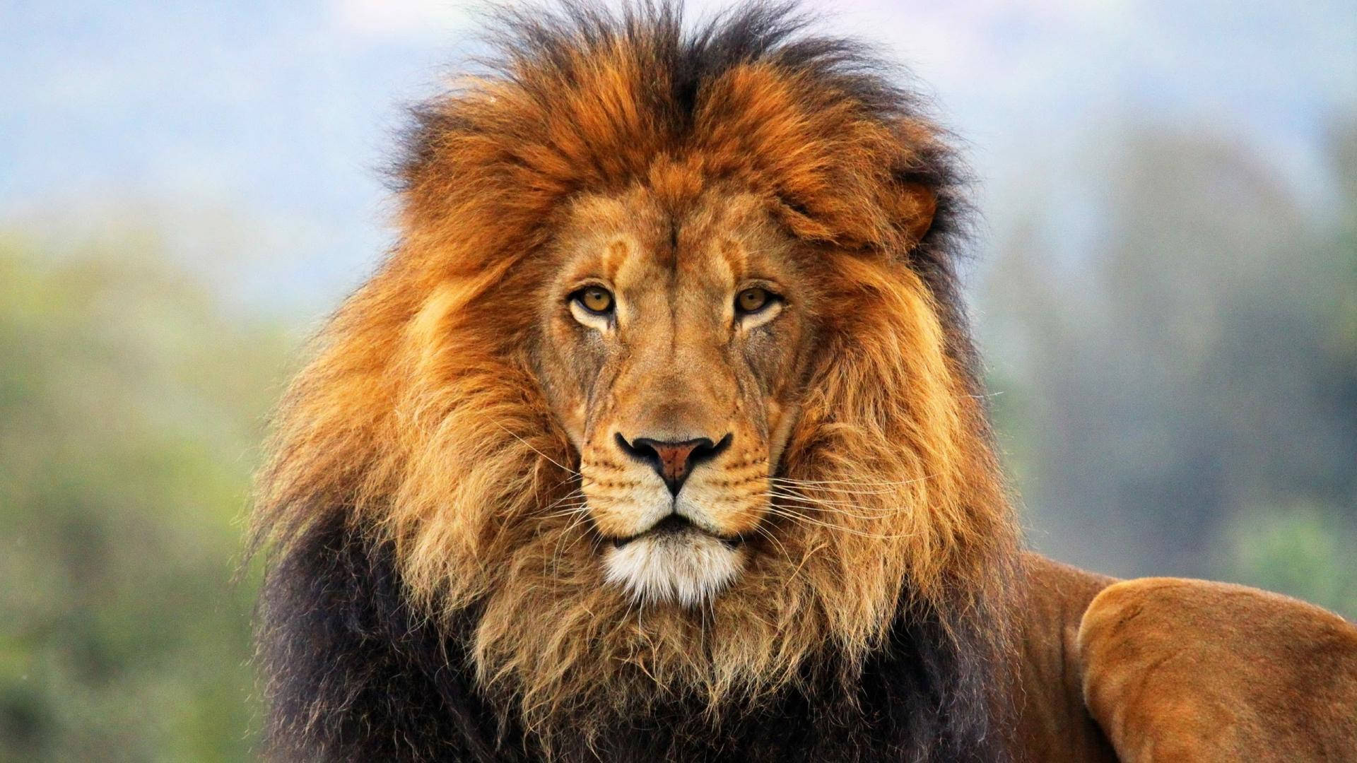 1080p HD, lion, golden mane, Full HD Desktop Wallpaper