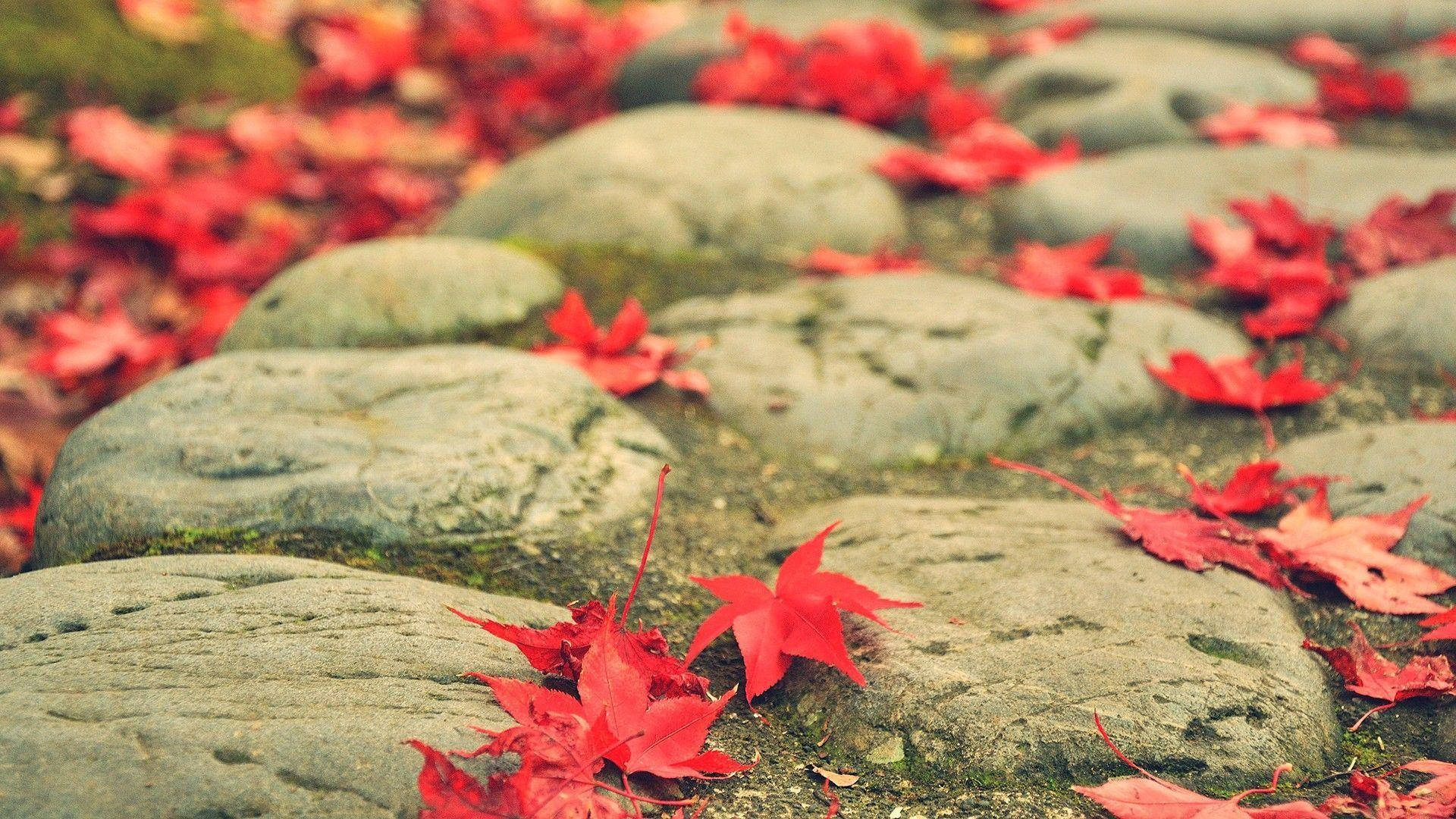 1080p HD, maple leaves, cobble stone path, Full HD Desktop Wallpaper
