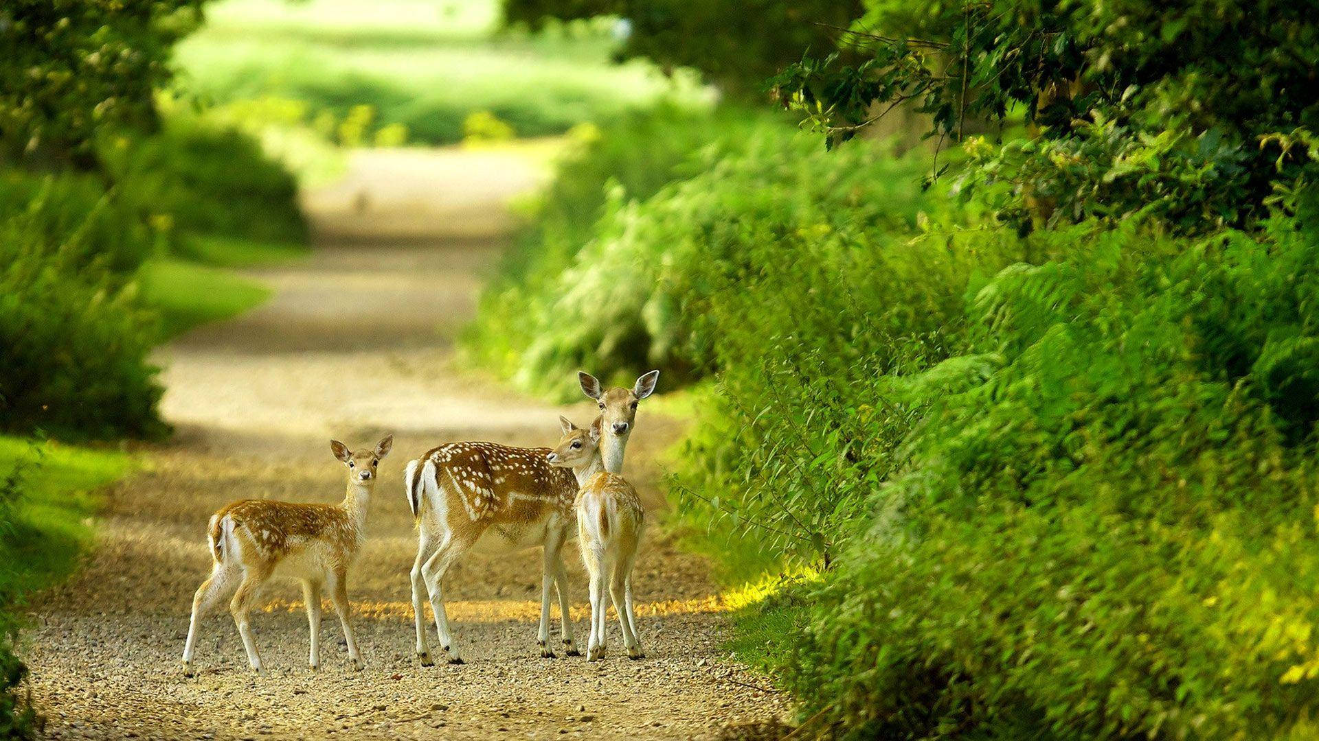 three deer, dirt road, sunlit gravel path, Full HD Desktop Wallpaper