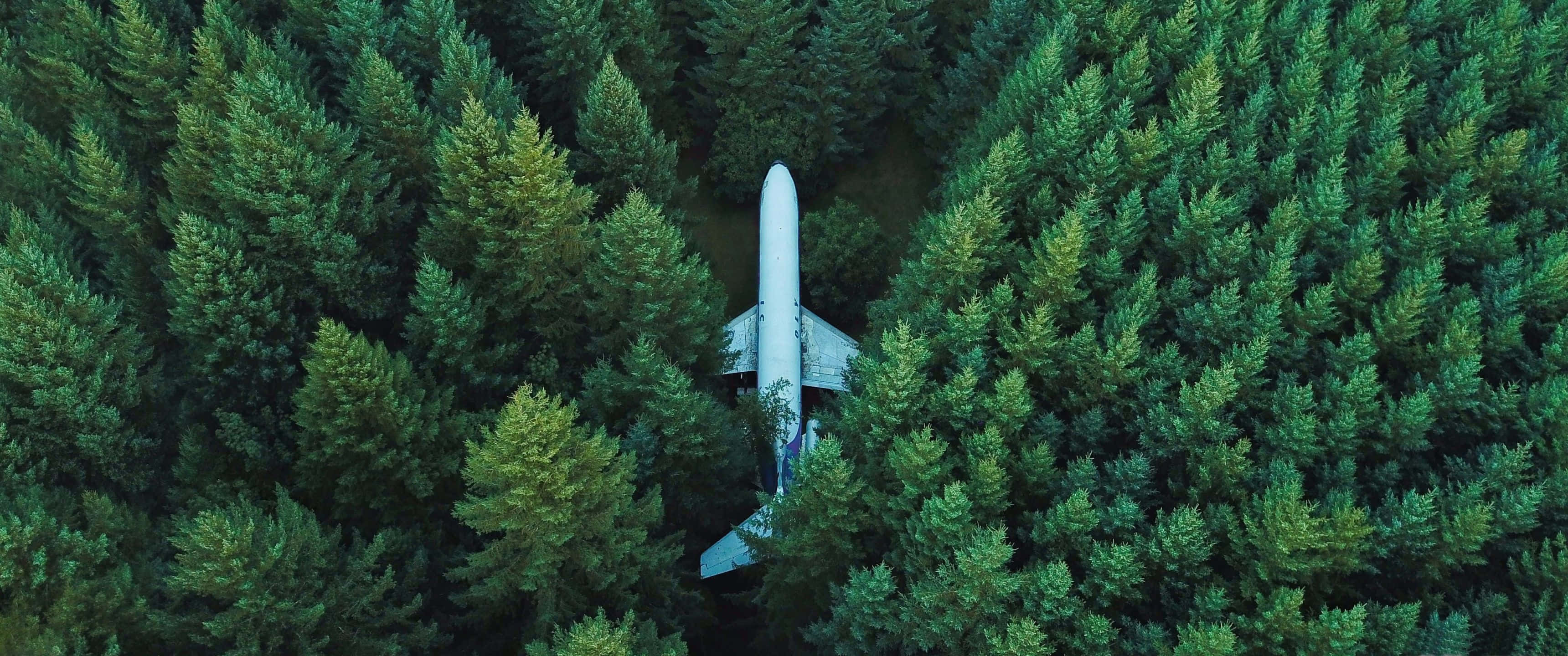 3440x1440 HD, white airplane, dense green pine trees, 2K Desktop Wallpaper