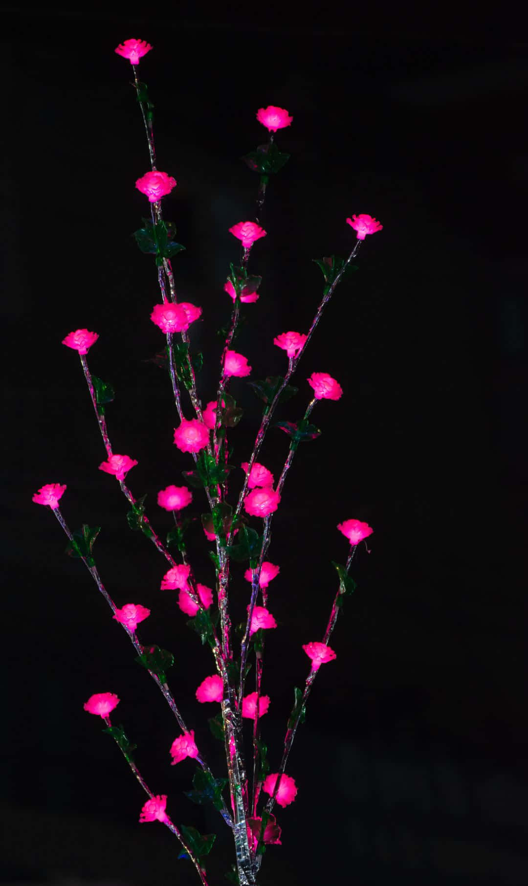 vibrant pink glowing flowers, slender stems, deep black background, HD Phone Wallpaper