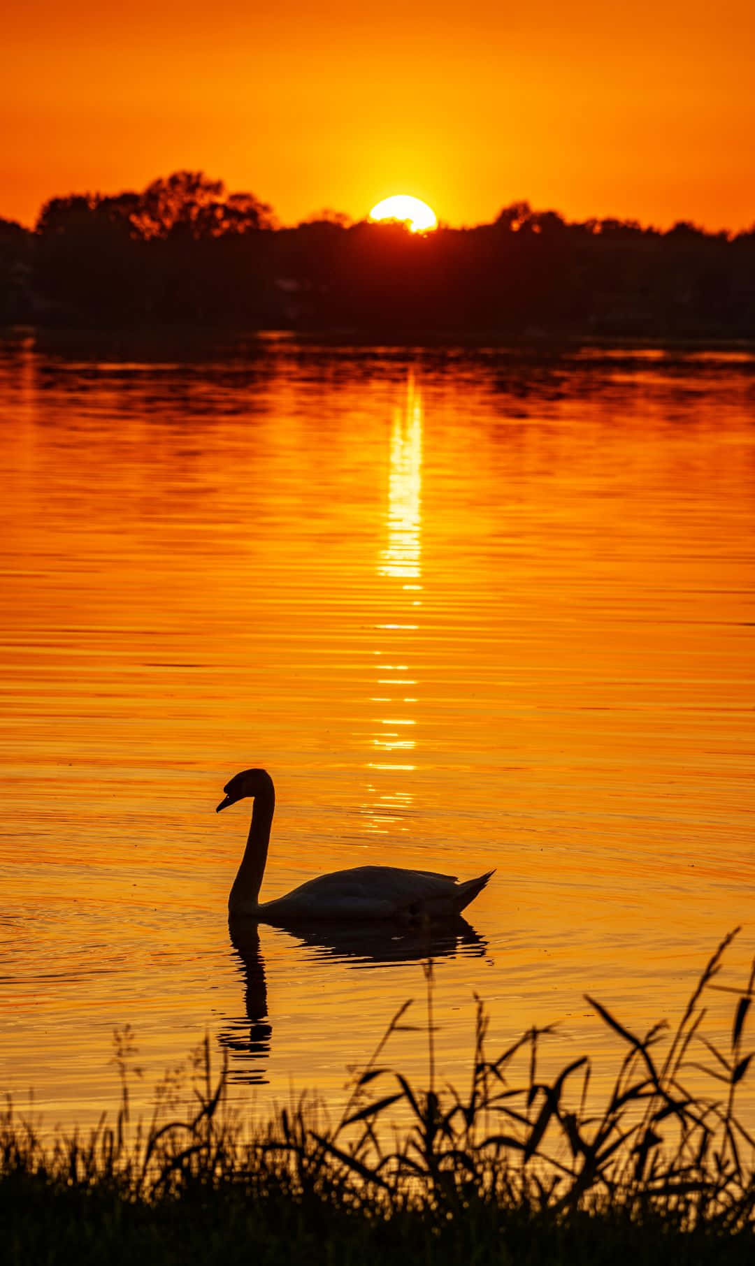 swan, lake, sunset, HD Phone Wallpaper