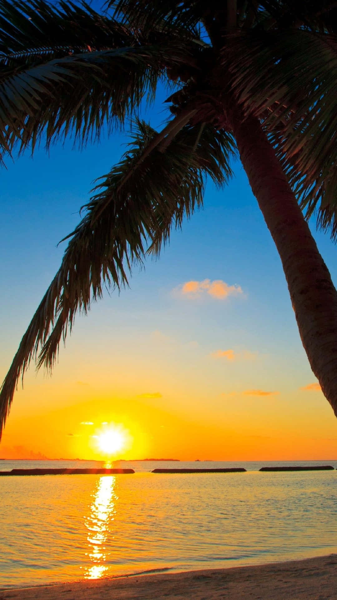 palm tree, vibrant sunset, calm ocean waters, Full HD Phone Wallpaper