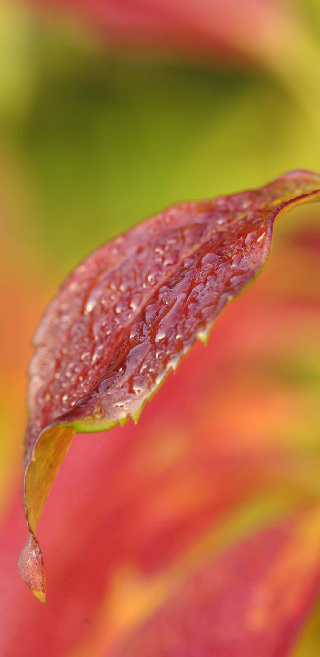 vibrant red leaf, glistening water droplets, blurred autumnal background, Full HD Phone Wallpaper