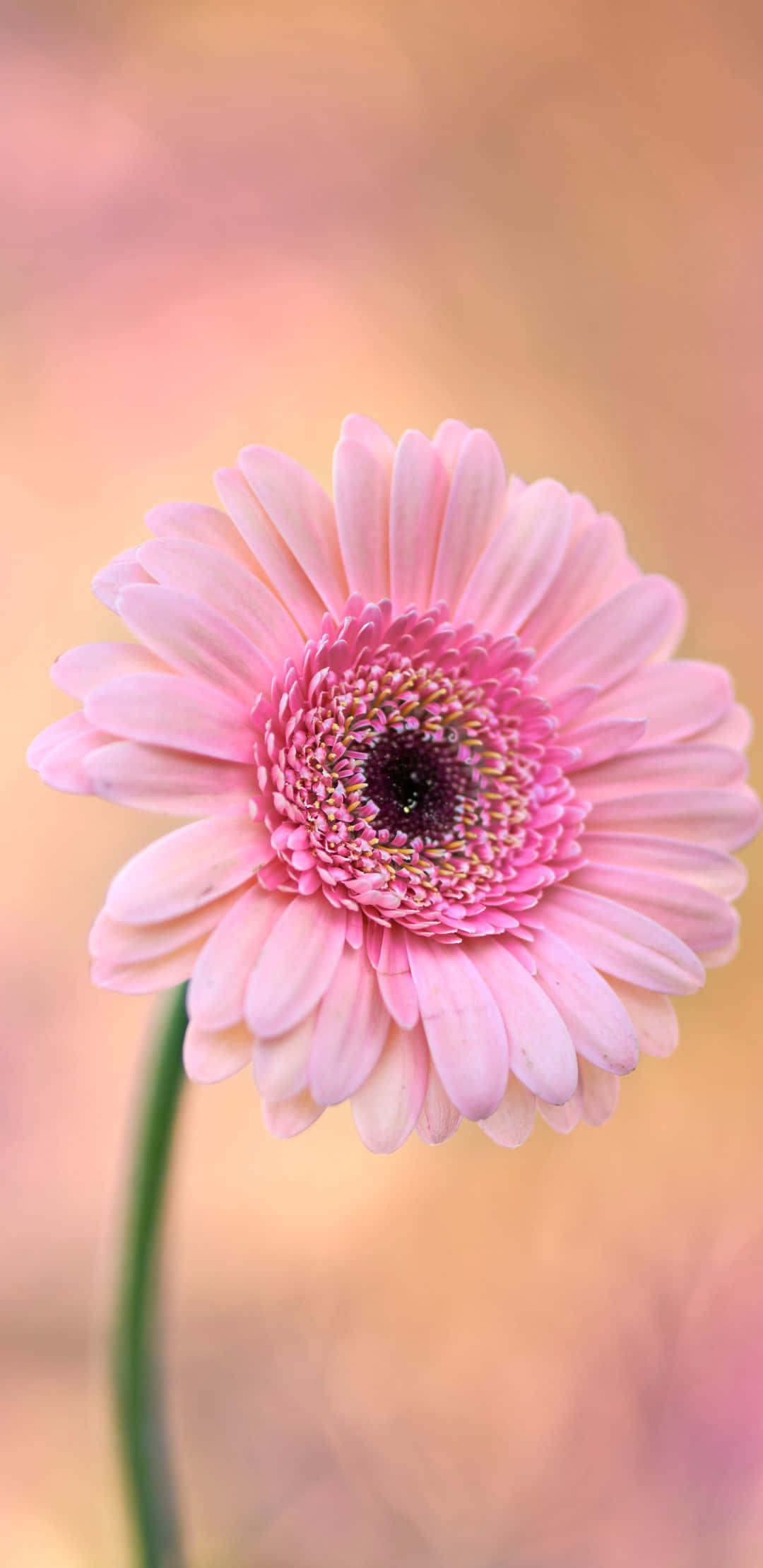 pink gerbera daisy, pastel background, shallow depth of field, Full HD Phone Wallpaper