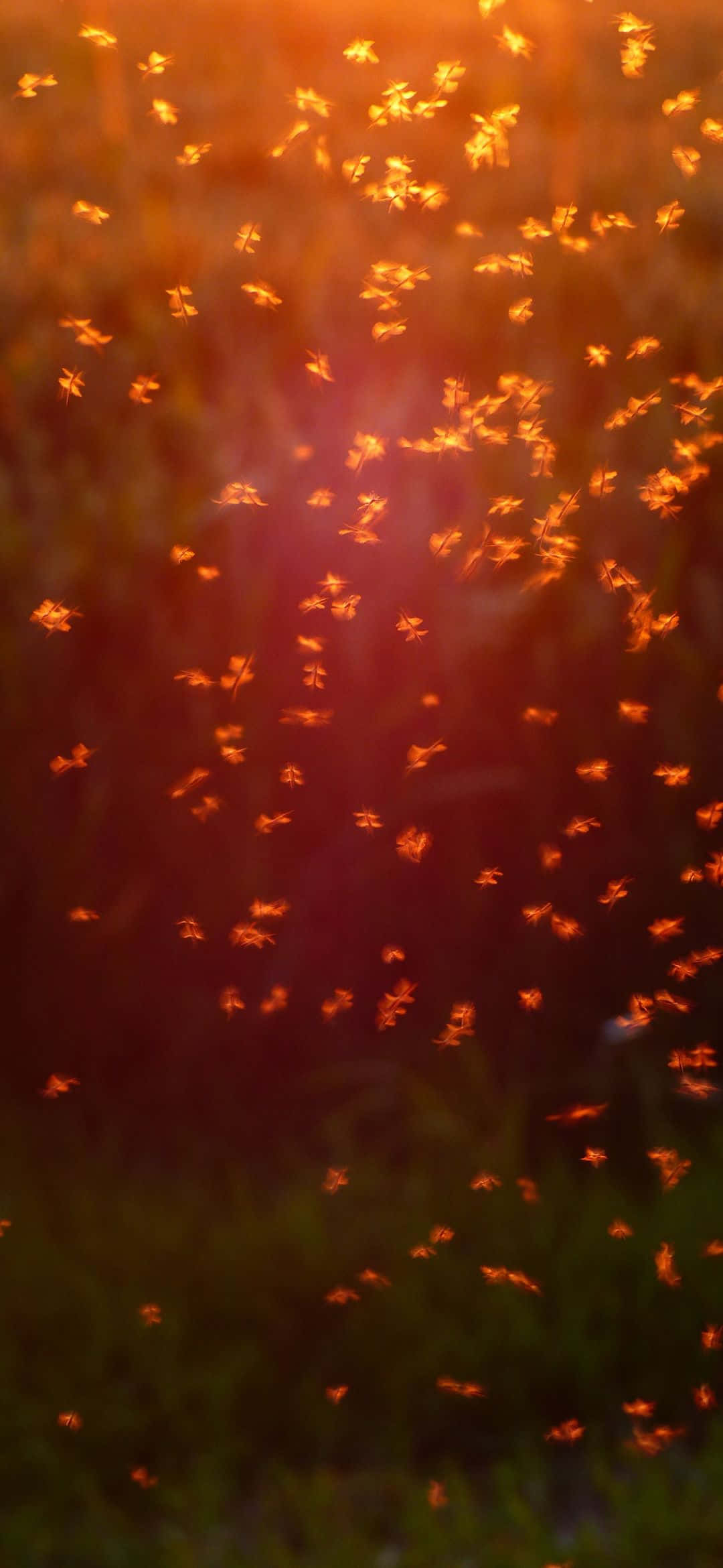 fireflies, dusk, blurred field, Full HD Phone Wallpaper
