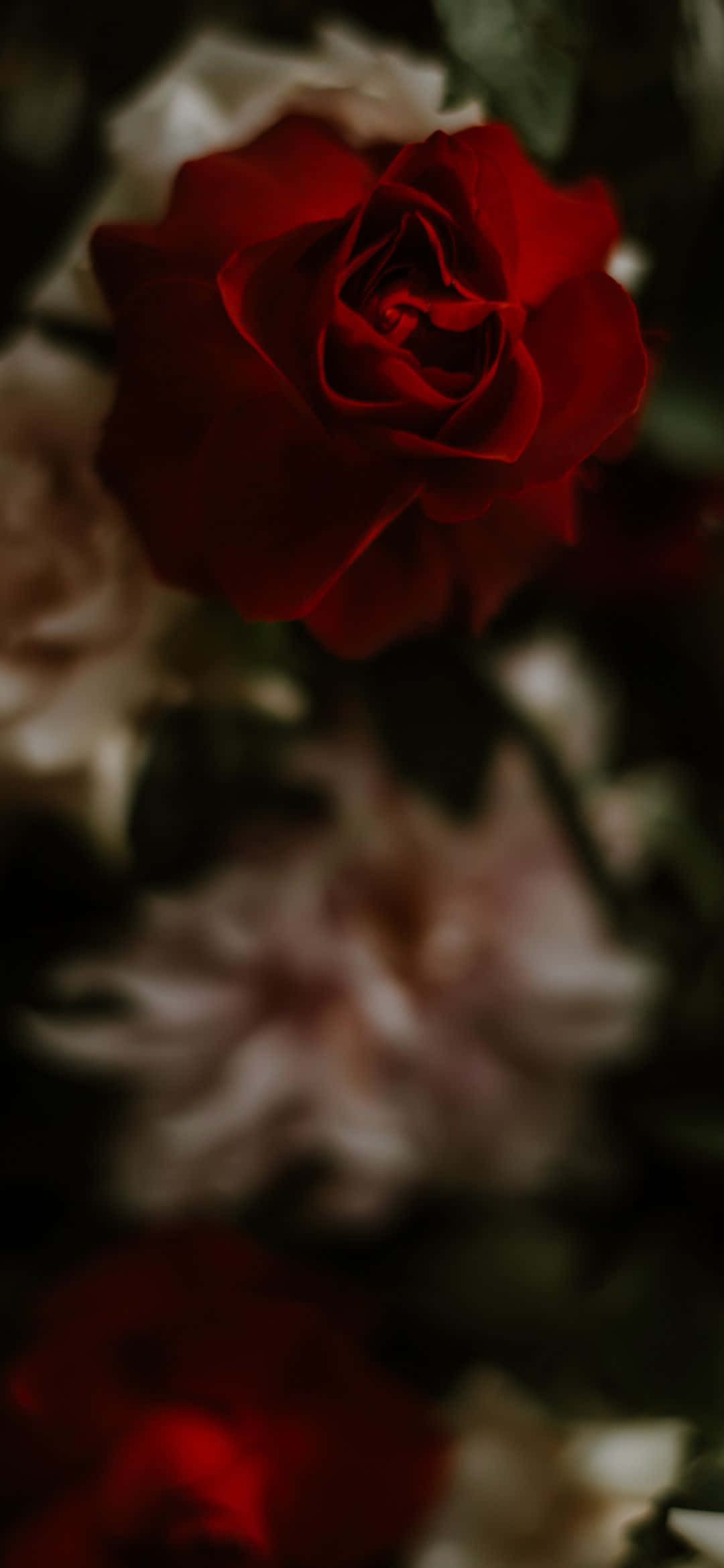 deep red rose, soft focus, blurred cream, Full HD Phone Wallpaper