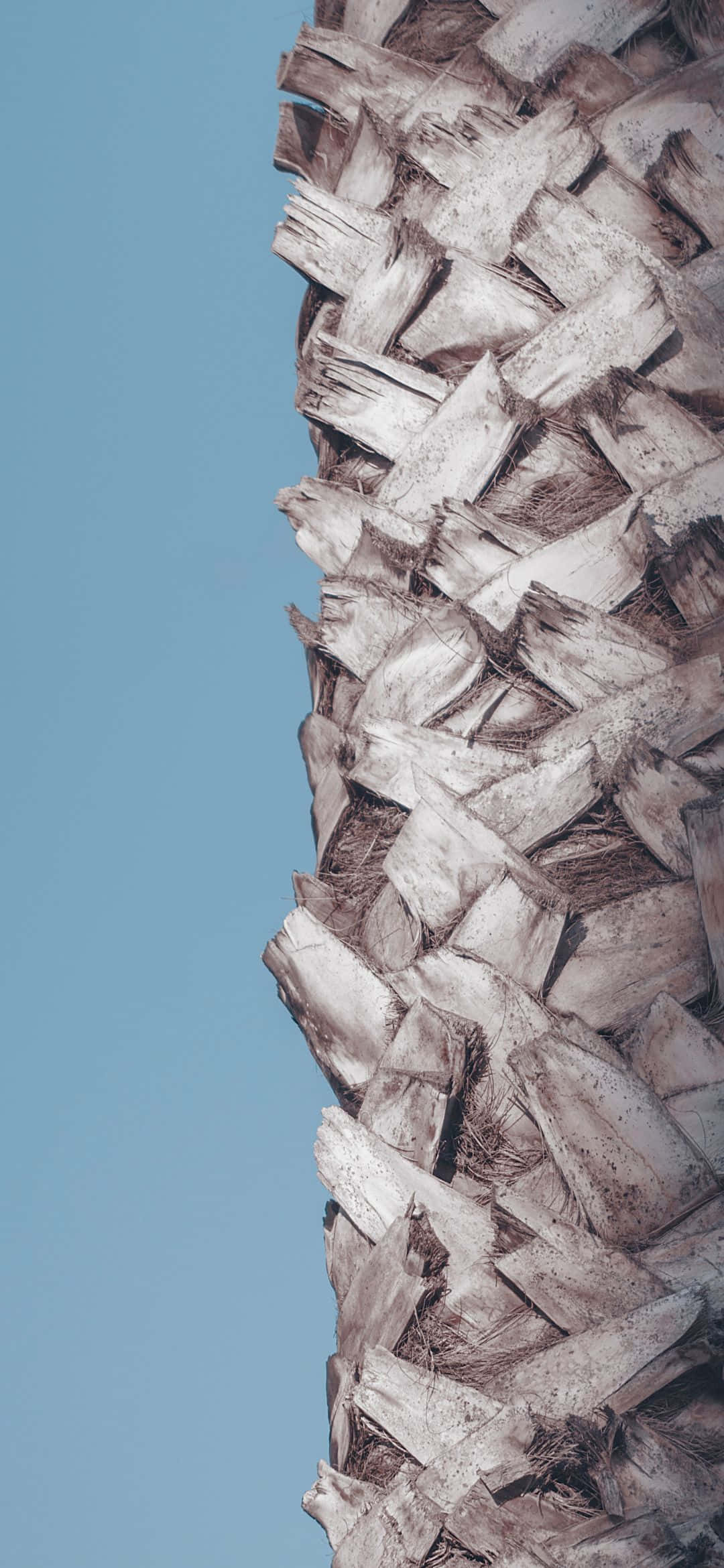 1080x2340, palm tree trunk, clear blue sky, Full HD Phone Wallpaper