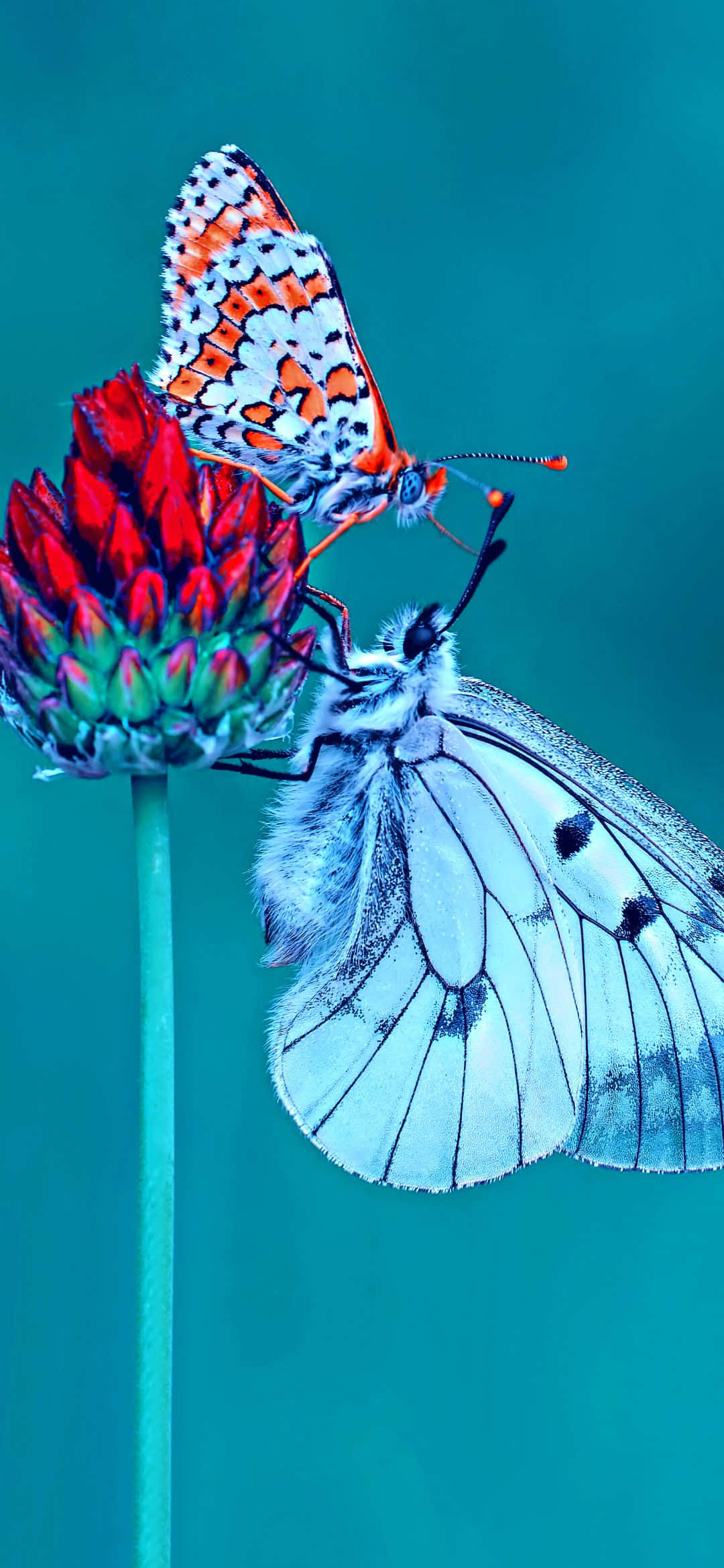 1080x2340, orange patterned butterfly, white butterfly, Full HD Phone Wallpaper